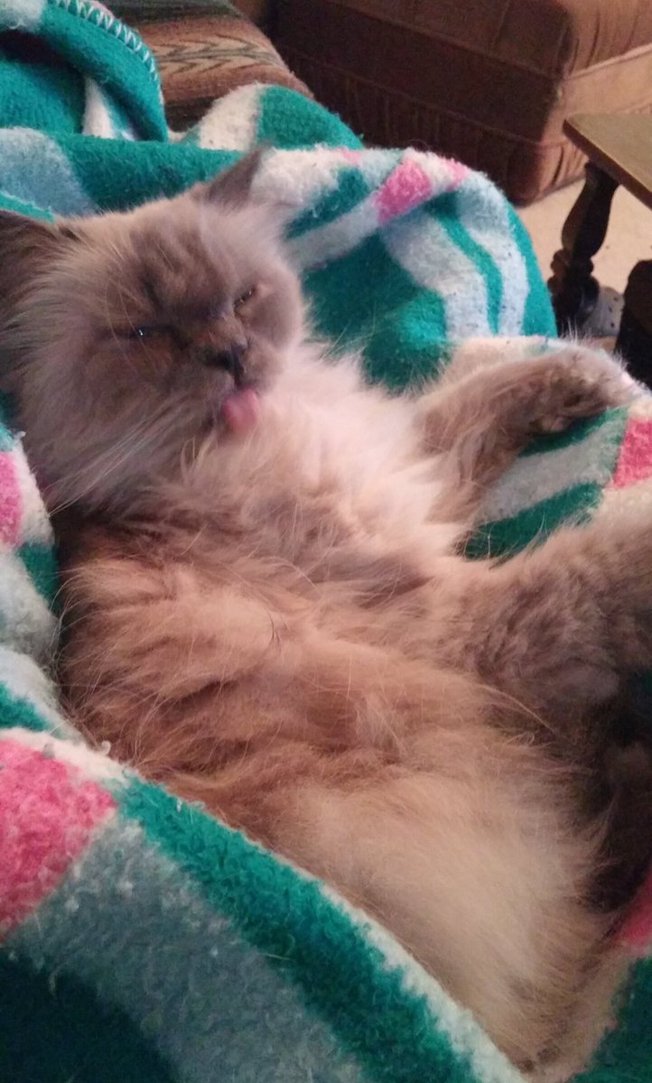 kristamcnaughty's tweet photo. Ludo keeping it classy #ludofriend #bluepointhimalayan #youremindmeofthebabe #labyrinth https://t.co/HTEamfK5np