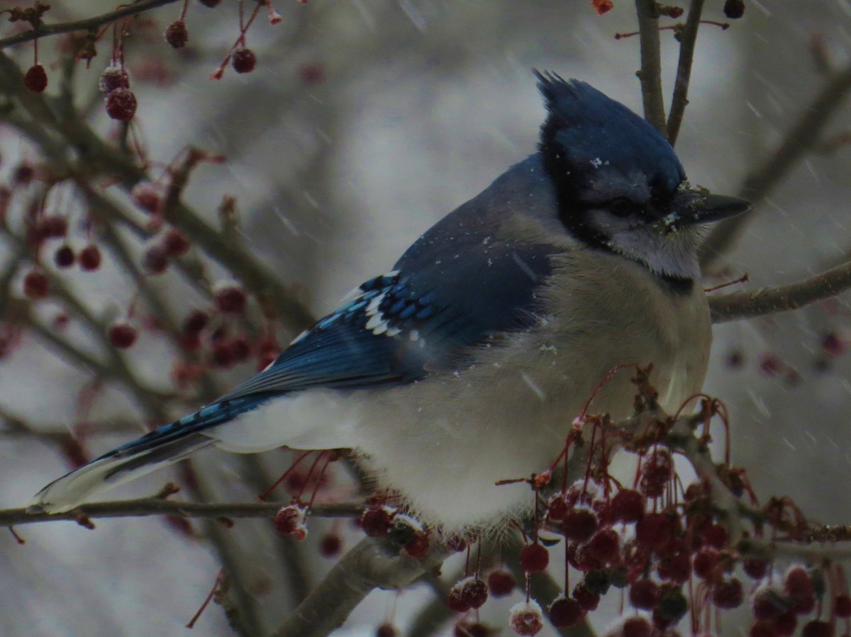 edingolo1's tweet image. Snow in NH