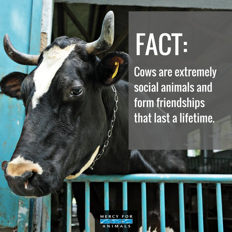 MercyForAnimals's tweet photo. #FACT: Cows are extremely social animals. 🐮 https://t.co/yBCDOfvDhF