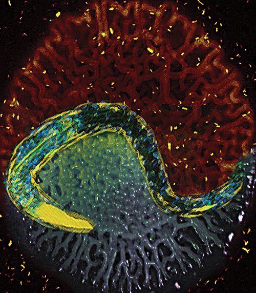 UMich_MCDB's tweet photo. Winners of photo contest announced! Congratulations winners! #Buttittalab, #Chapmanlab / #Csankovszkilab #Wanglab
https://t.co/mJ8gv6HI54 https://t.co/tehS82XEic