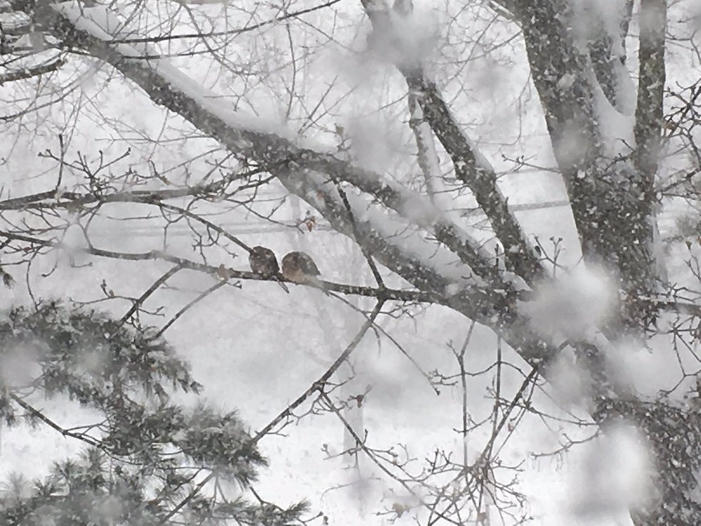 a_london_pigeon's tweet photo. MT Janet jefford @jjeffordjanet
Two doves #winterstormChris Snowfall totals push 18 inches in Connecticut & Massachusetts early Thursday pm. https://t.co/vYnEnLQofj