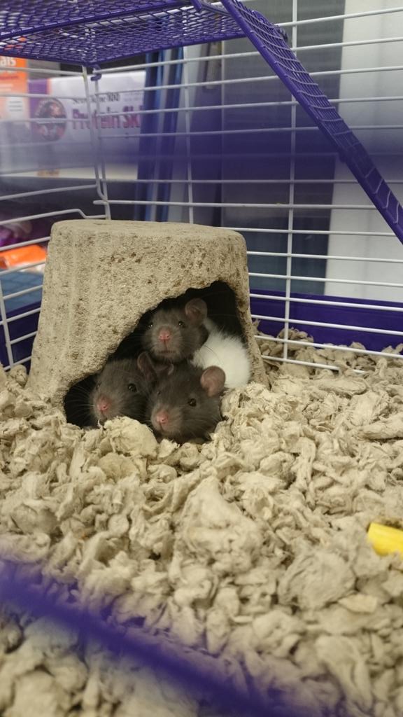 MelVerv's tweet photo. Come visit Petsmart in Newmarket to find your forever rat friend. #petsmart #rats #supersmart #store1126 #charities https://t.co/bxaQbmqu21