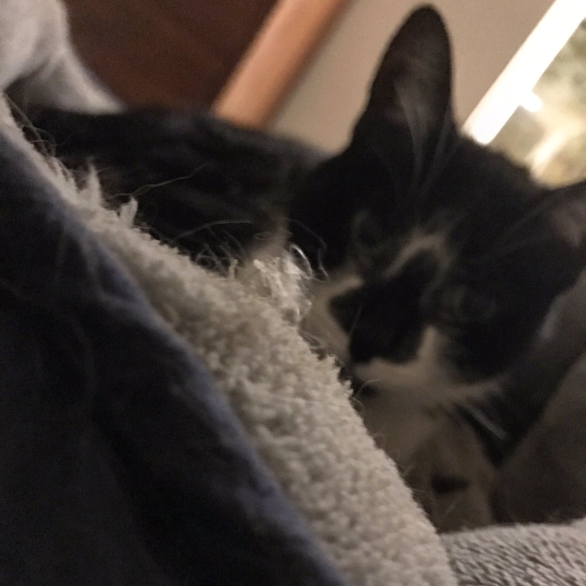 Bella (Meow) tweet media