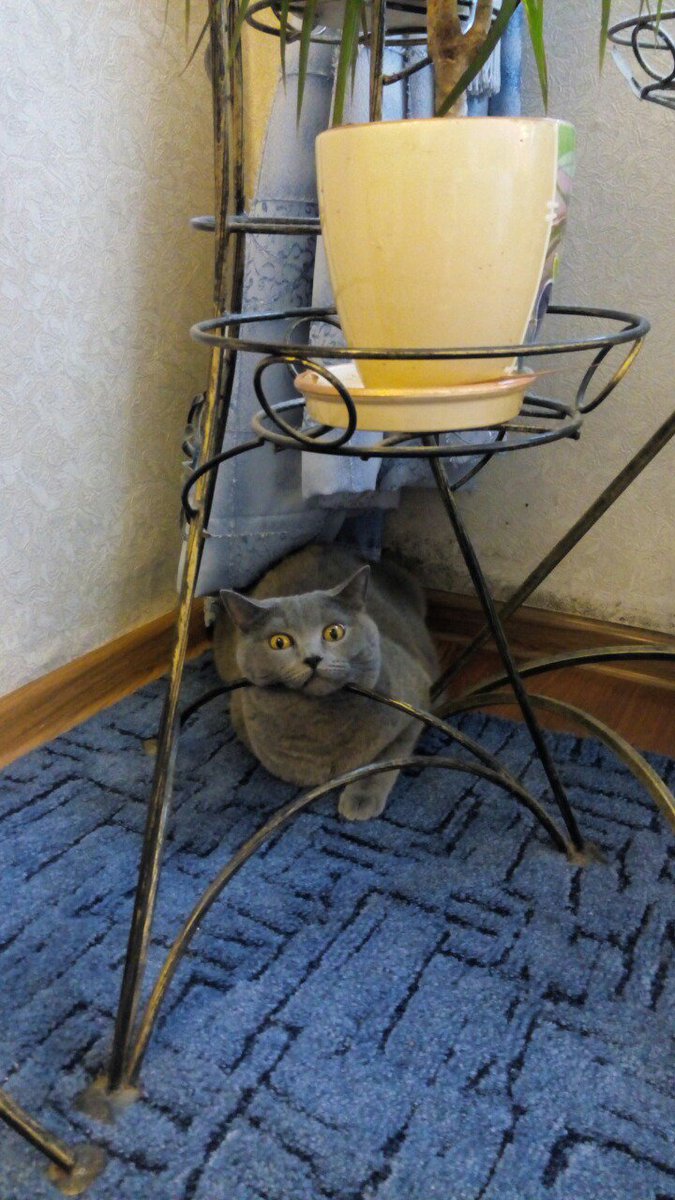 skeleton_fish's tweet photo. Comfort has a name #pets #cats https://t.co/xdEvOgnpzm
