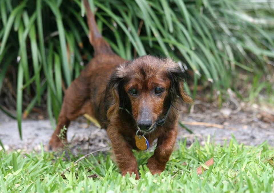 Https Www Thedodo Com Year Old Rescue Dog Html Https Www Thedodo Com Year Old Rescue Dog Html