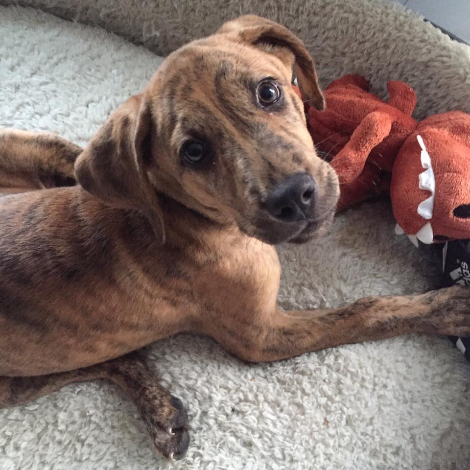 HelainaHovitz's tweet image. #TBThursday Why She Quit Her Job to Save Shelter #Dogs: hopefulheadlines.org/2016/03/28/she… @Headlines4Hope @Foster_Dogs @Dog_Matchmaker #AdoptDontShop