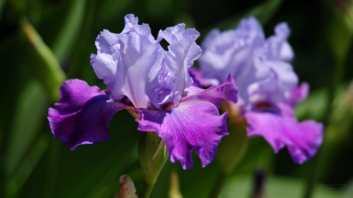 worldloveflower's tweet photo. 🌸  #LoveFlowers facts:
Iris symbolizes eloquence. Purple iris is symbolic of wisdom and compliments. https://t.co/2qx76nadlt