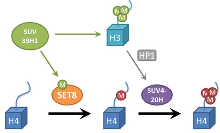 generegulation's tweet photo. SUV39H1 methylates several chromatin proteins beyond the generation of H3K9me3 https://t.co/l3oWKAtRmu #RAG2 #SET8 #DOT1L #H4K20me3 https://t.co/kX7HKKjBHL