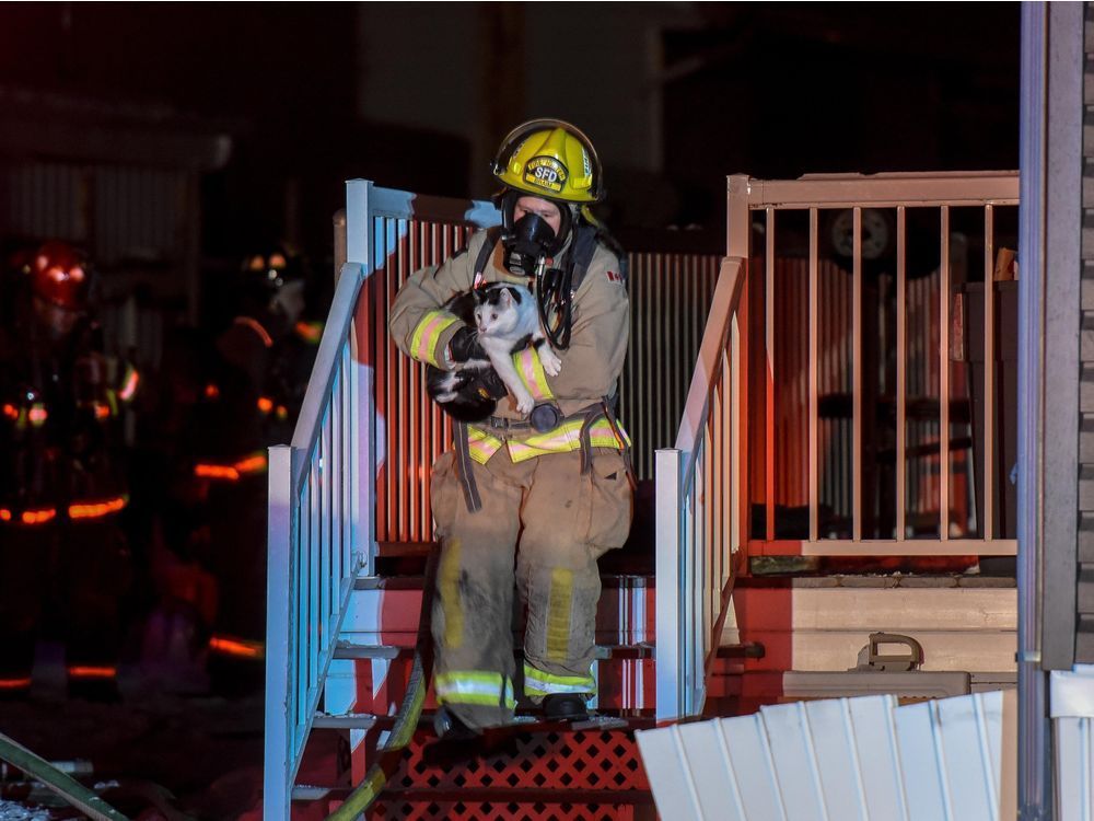 edmontonjournal's tweet photo. Cat bites sleeping Alberta family member on arm, alerting them to burning home https://t.co/ctBmx1rq4C https://t.co/6liaMEqHS5