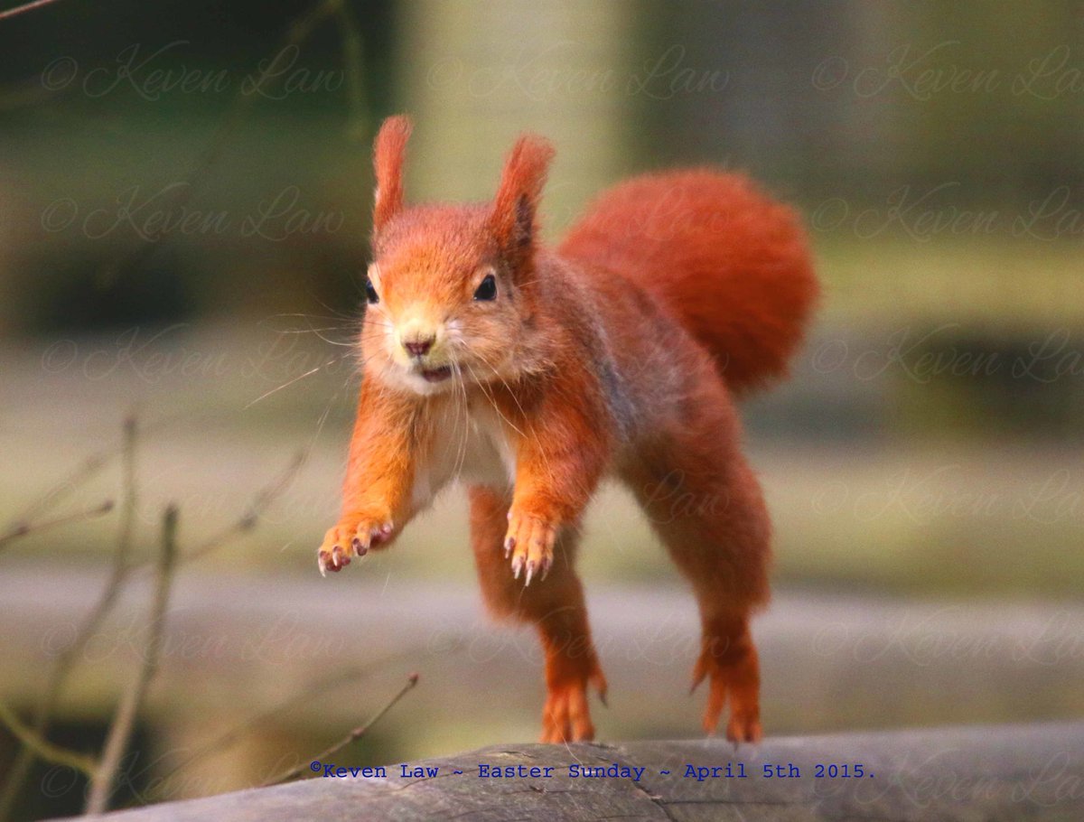 Bliadhnaichean's tweet photo. #ThrowbackThursday(#TbT)
#SquirrelAppreciationDay: #RedSquirrel
#SaveRedSquirrels https://t.co/OLhA9g98lA