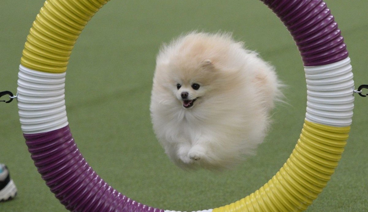 ryanlittleton02's tweet photo. Me: "I'm done jumping through hoops for everyone"
Me 10 mins later: https://t.co/gj6ok5Jhjv