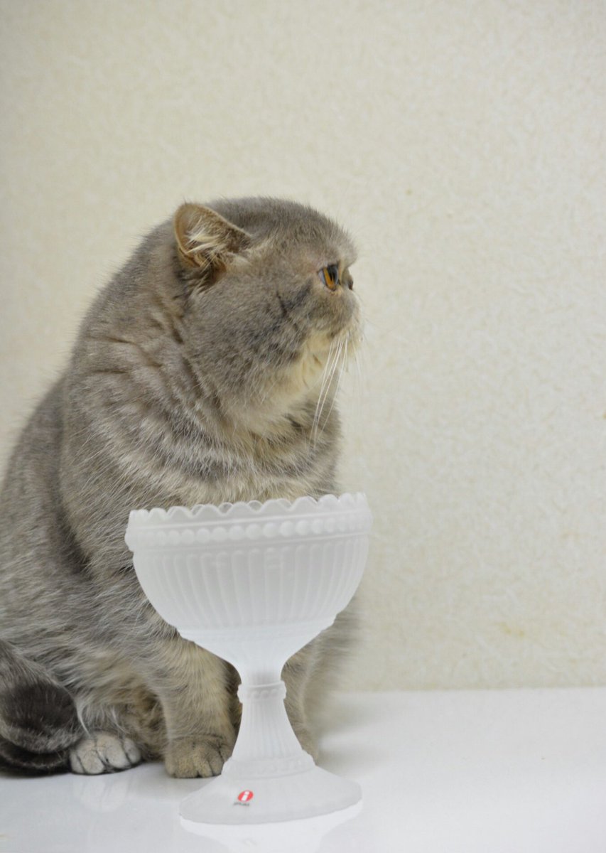 and_myu_'s tweet photo. わさラーソン😸
#リサラーソン
#iittala #marimekko
#mariskooli #ウォーターボウル https://t.co/XdhLd2DOCi