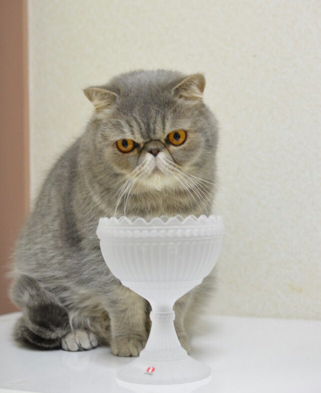 and_myu_'s tweet photo. わさラーソン😸
#リサラーソン
#iittala #marimekko
#mariskooli #ウォーターボウル https://t.co/XdhLd2DOCi