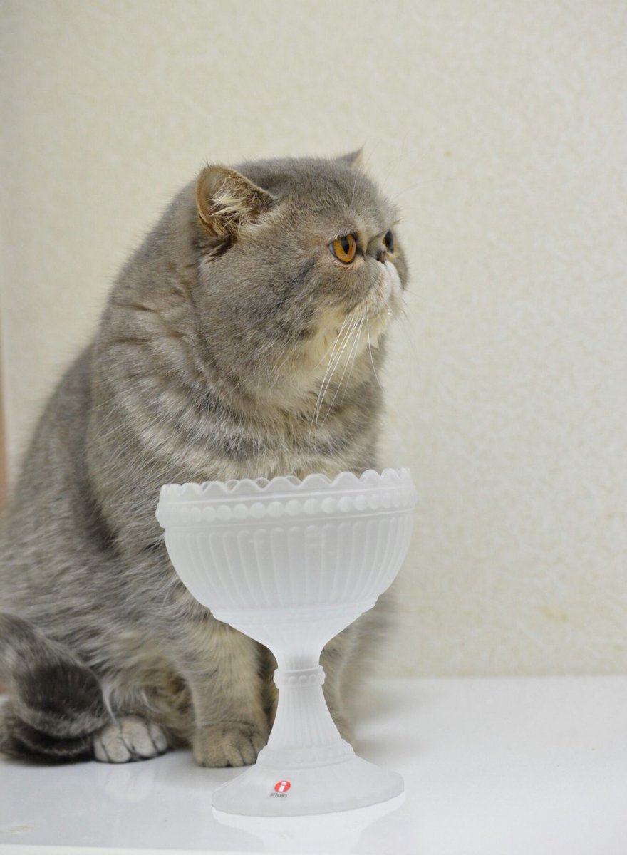 and_myu_'s tweet photo. わさラーソン😸
#リサラーソン
#iittala #marimekko
#mariskooli #ウォーターボウル https://t.co/XdhLd2DOCi