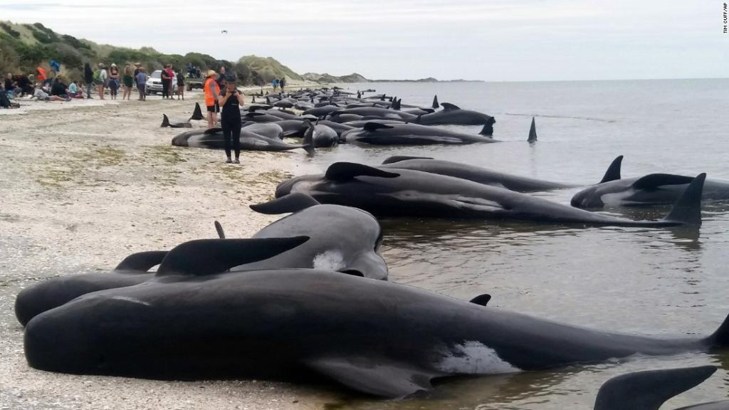 Hundreds of whales have been found dead after mass stranding in New Zealand cnn.it/2ksFzei