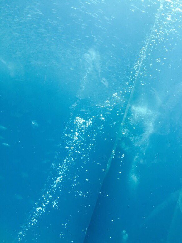 Chiro_weabe's tweet photo. 水の中

#iPhoneカメラ https://t.co/Yae4PfwSVr