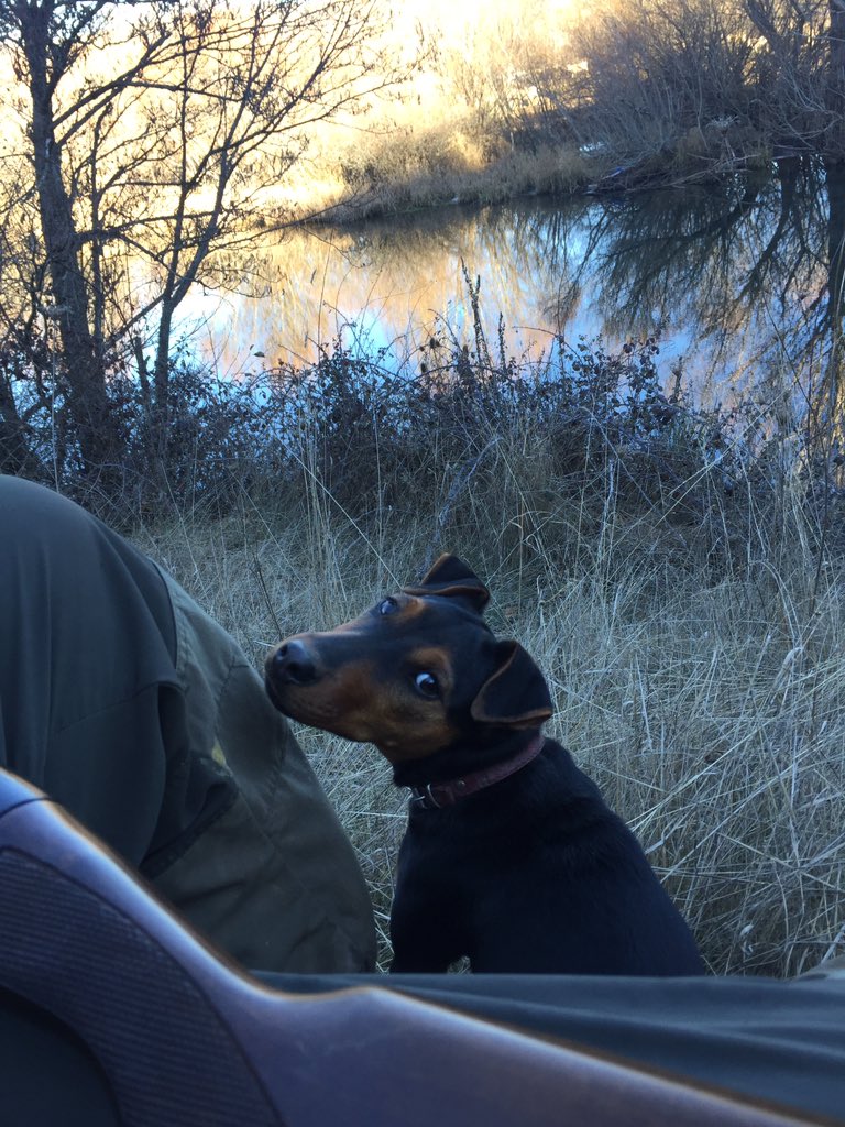 rubendecelis's tweet photo. Tocó patos este pace para todo #jagdterrier https://t.co/jQaWje36wd