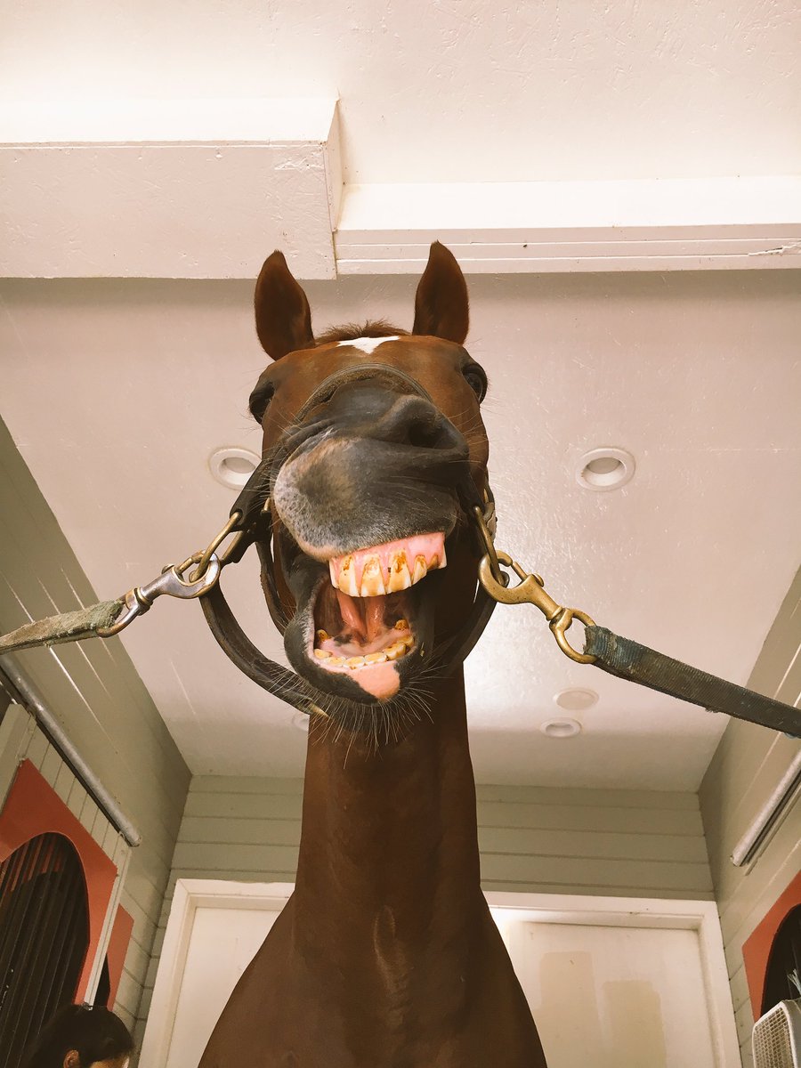 mobidesignsOTTB's tweet photo. When he gets his turnout boots off...again #ottblife #ottbproblems https://t.co/A3fJsroIWN