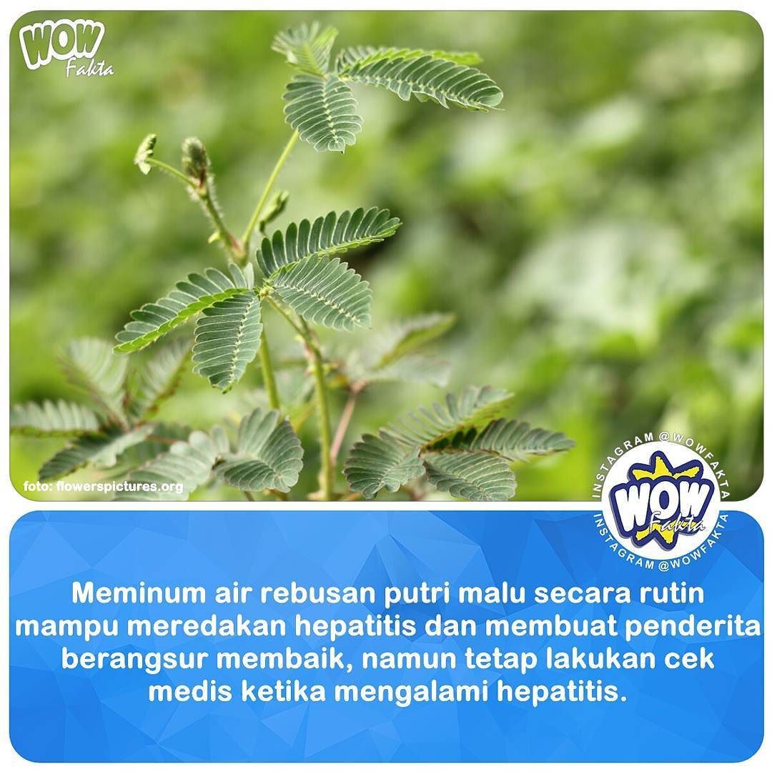 ift.tt/2lpMGZ2 [#wowfakta] Tumbuhan putri malu memang tumbuhan liar yang banyak tumbuh di pekarangan bahka…