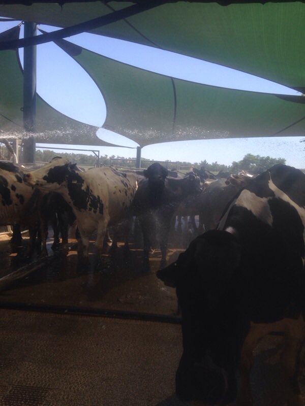 CavanaghMichael's tweet photo. Playing under the sprinklers. Keeping cows cool under shade cloth with sprays near Dubbo NSW. #heatwave@abcnews https://t.co/D6iuRLvnS9