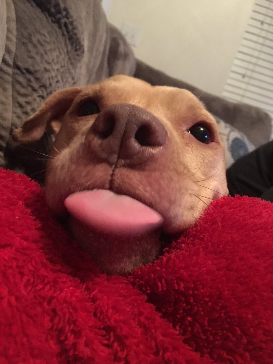 Almost Friday!!!! #rescue #pit