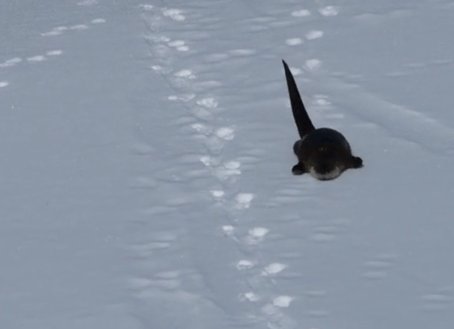 What fun in the snow