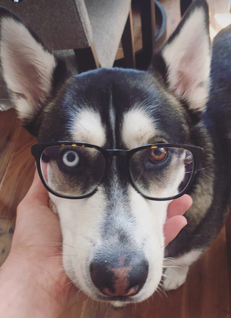 abisexualpanic's tweet photo. Wolfie in glasses 🤓😎
RT if you agree https://t.co/xXGOAI8uUE