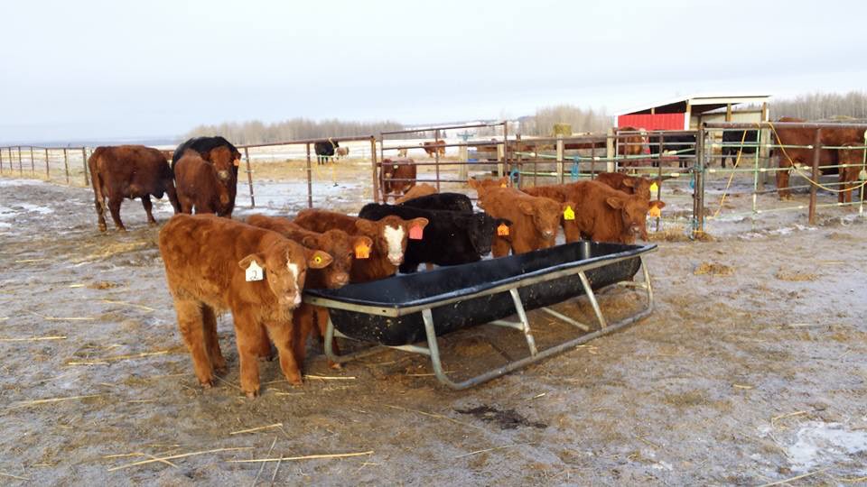 EHarakal's tweet photo. Love the look of these baby calves this year #purebredsimmental #greystonecattleco #calves #simmental #cows https://t.co/Pt92MzdidK
