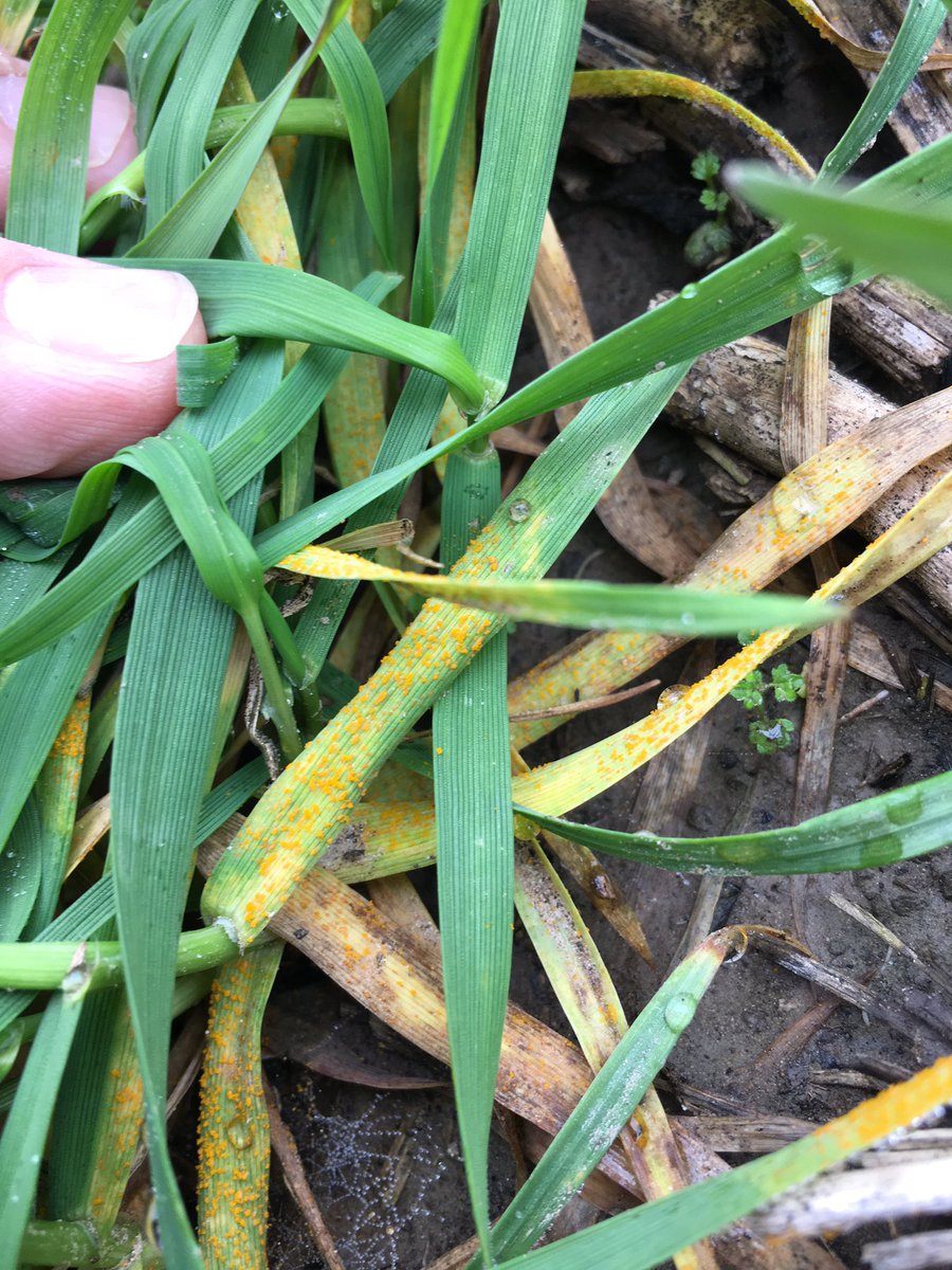 Jtack466's tweet photo. Finding some stripe rust in NEA. #wheat #arwheat https://t.co/UXW95rn4UE