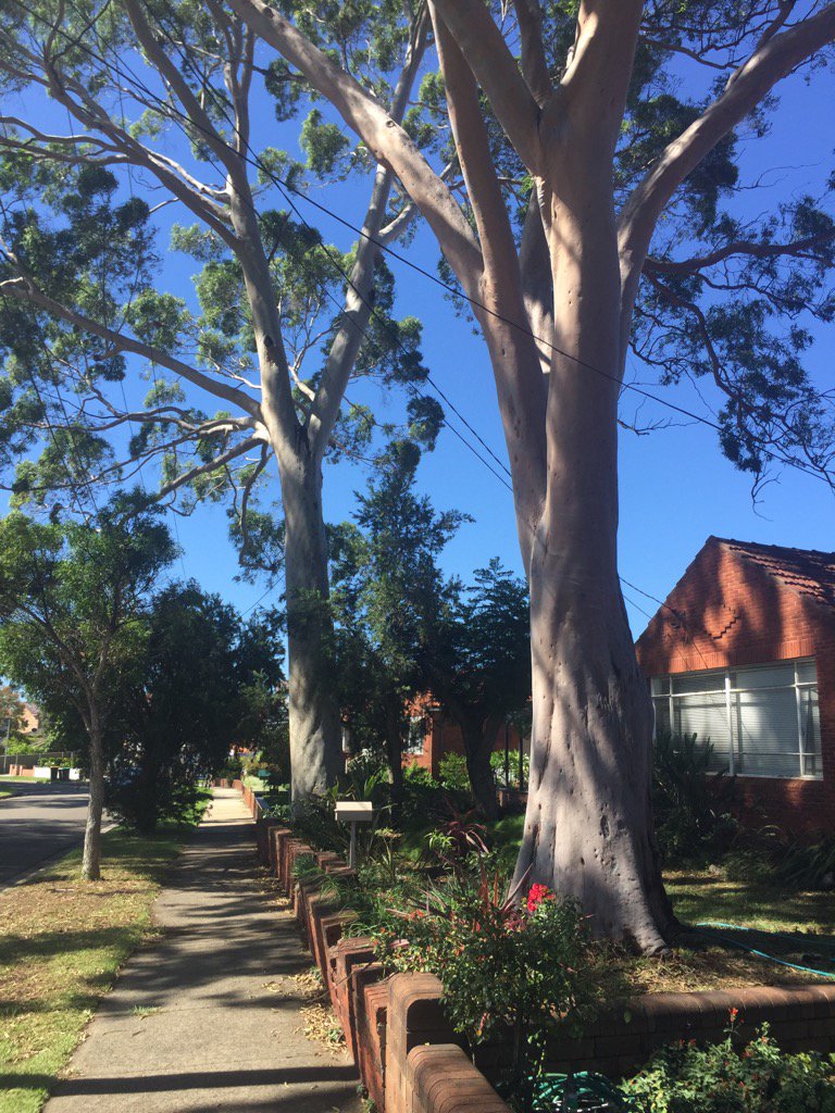 m_mobbs's tweet photo. Trees are free air conditioners but black roads n tramways #westconnex cut down thousands of trees and heat cities. https://t.co/fQJMi2n5Hx
