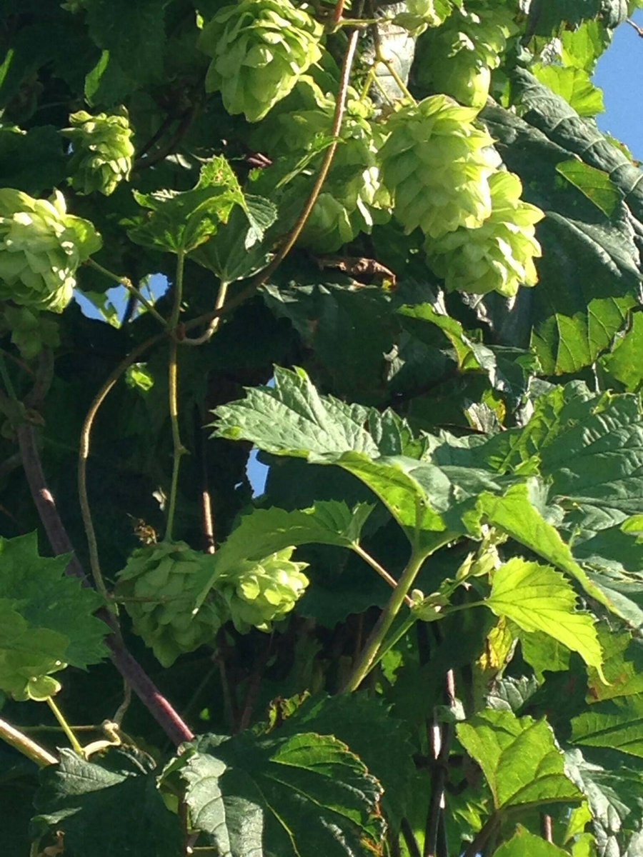 Batlow CiderFest tweet media