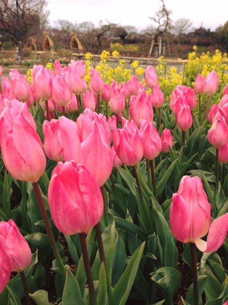 花の名所 17年2 9 はままつフラワーパークの開花情報 静岡県 浜松市 現在 早春チューリップ 正面ゲート内 早咲きナノハナ 正面ゲート内 セツブンソウ 梅園下の桜の谷 が見頃 開花状況 花の名所案内 T Co Kts42dhma3 T Co