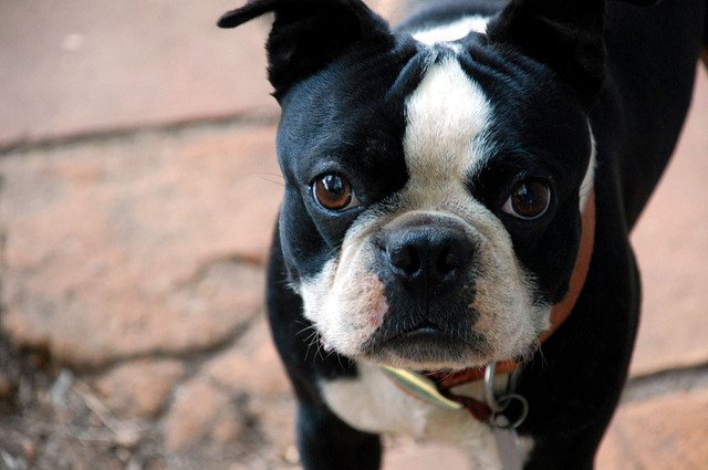 世界のワンちゃん図鑑 ボストン テリア アメリカ原産の犬 無駄吠えしない犬種で ブルドッグよりも小柄な犬になります 知能が高くて温厚な性格ゆえに タキシードを着た紳士 と呼ばれています T Co Tyxojwj13n Twitter