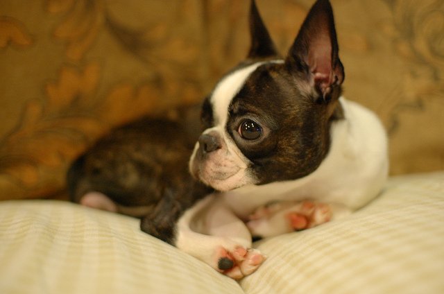 世界のワンちゃん図鑑 ボストン テリア アメリカ原産の犬 無駄吠えしない犬種で ブルドッグよりも小柄な犬になります 知能が高くて温厚な性格ゆえに タキシードを着た紳士 と呼ばれています T Co Tyxojwj13n Twitter