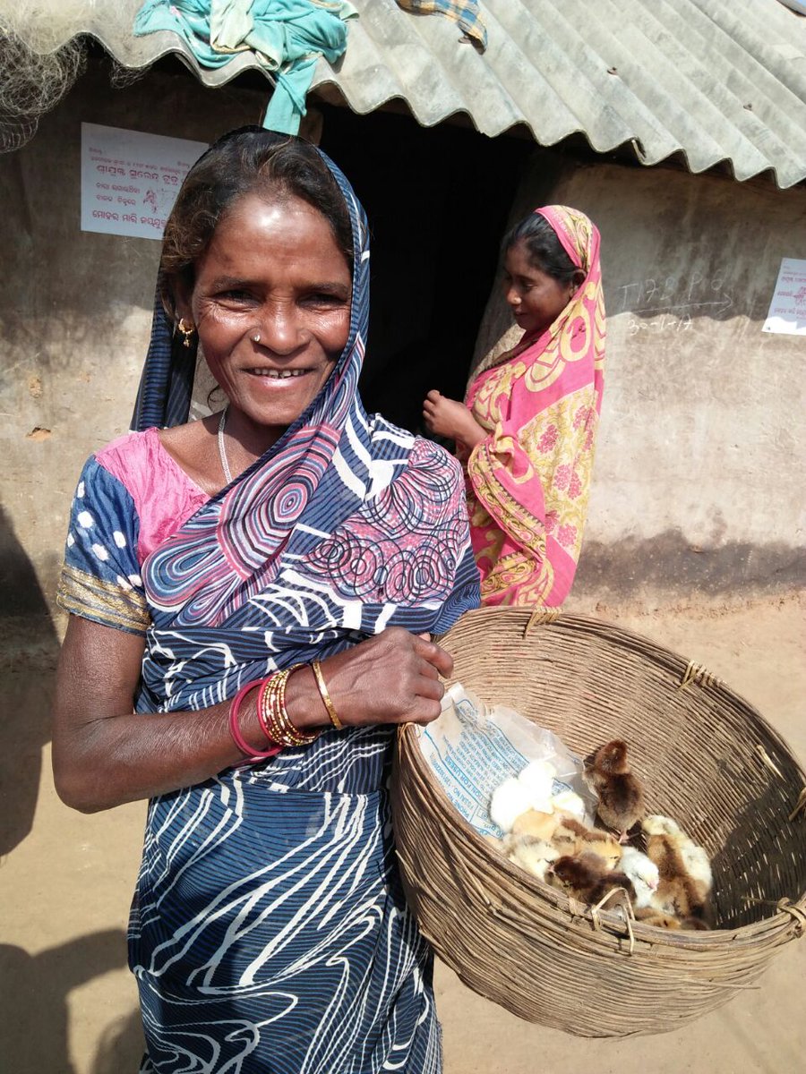 pranatidas4's tweet photo. .Women farmers receive chicken #distadmin #Mayurbhanj #LivelihoodConvergence 2 #EndPoverty @Landesa_Global @gatesfoundation @rajeshpatilias https://t.co/VEWseFvc2M