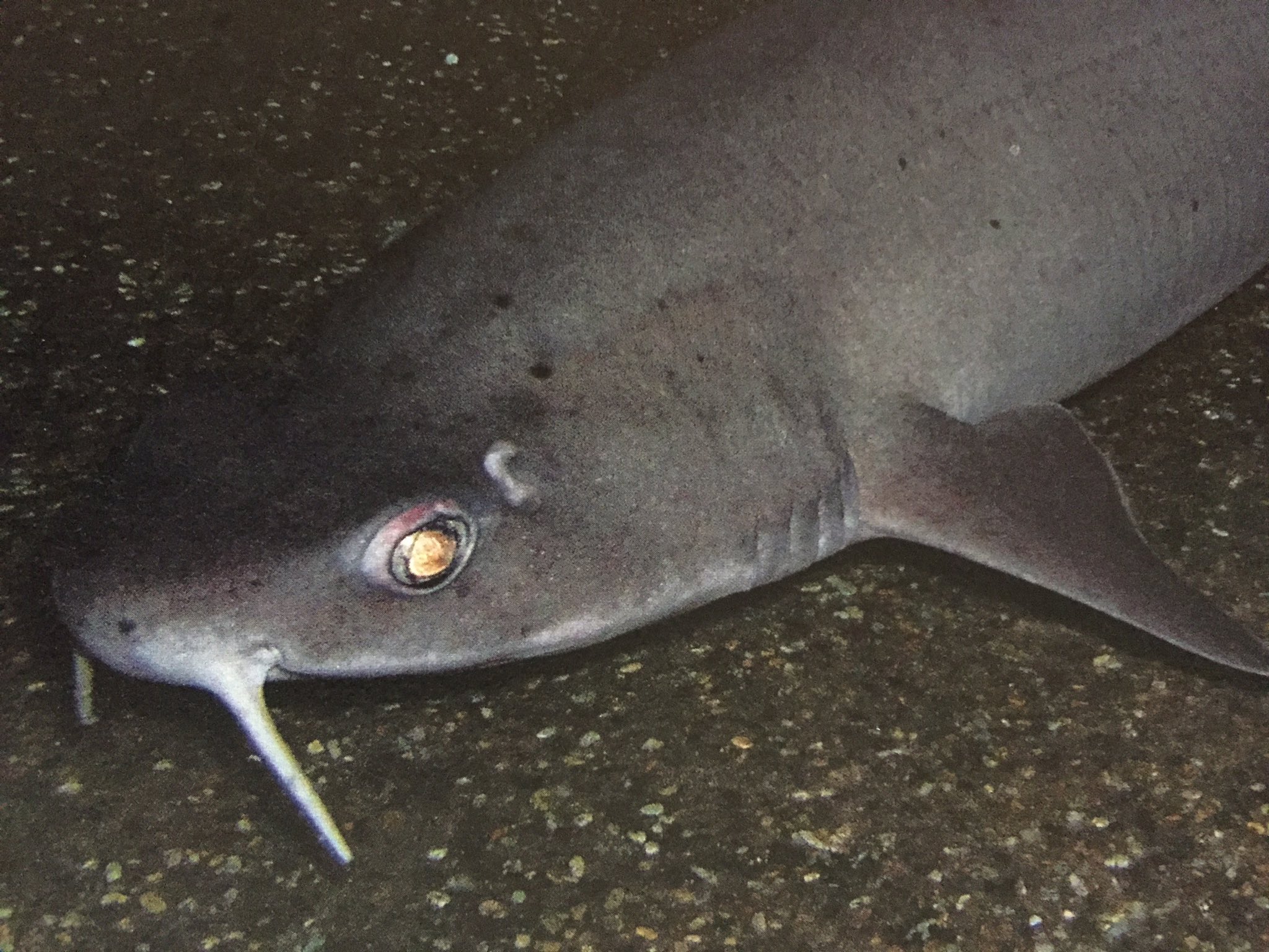 深海魚くん 今週の深海魚 ヒゲツノザメ ヒゲの生えたツノザメだよ このヒゲで海底の獲物を探すよ ただ偉そうなだけじゃないよ T Co M0uzdzhqf5 Twitter