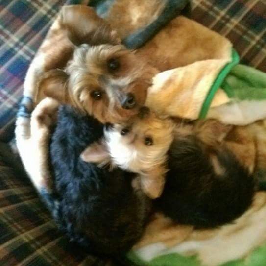 cseltzer2445's tweet photo. Come on @NHLFlyers these pups want some love #hugapup https://t.co/zLyR8RVUfO