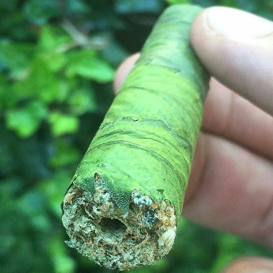 Cannagar's are fire 🔥🔥 this picture is beautiful