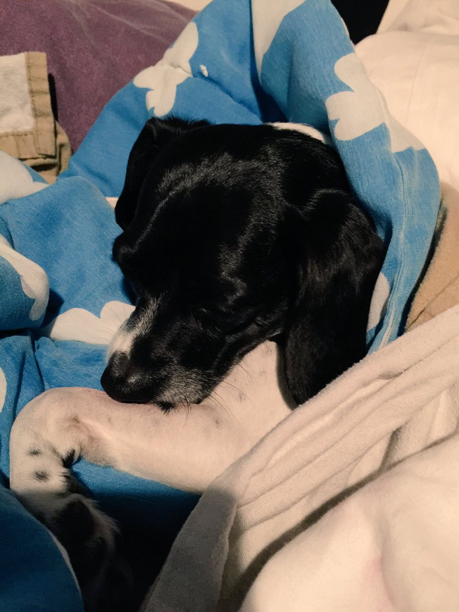 Damsisters's tweet photo. Barely 7pm and already in bed #LazyDog #EarlySleeper https://t.co/gGHzHA8iPJ