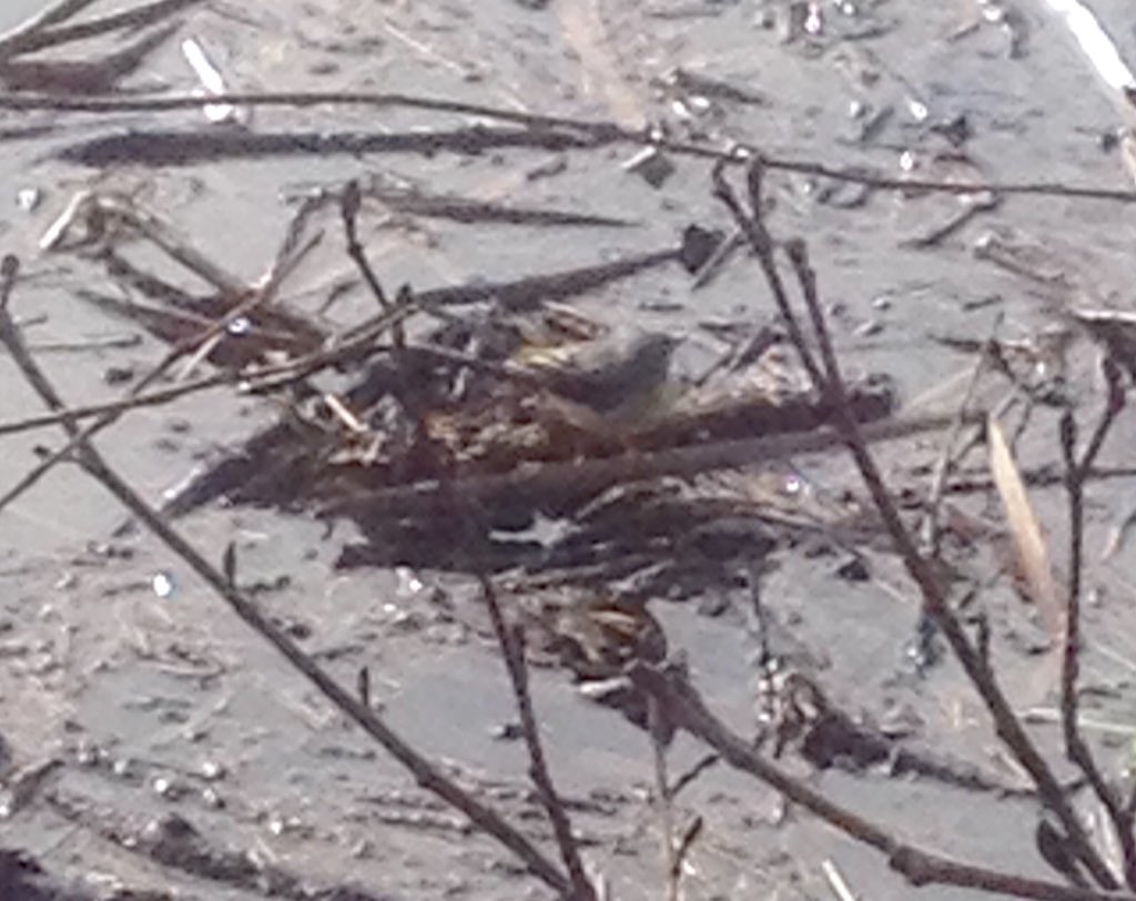 Wildlife247's tweet photo. Couldn't see what I was doing on phone when trying to snap this grey wagtail so was pleased to see results once out of the sun! #RiverExe https://t.co/1tZlvvbPgw