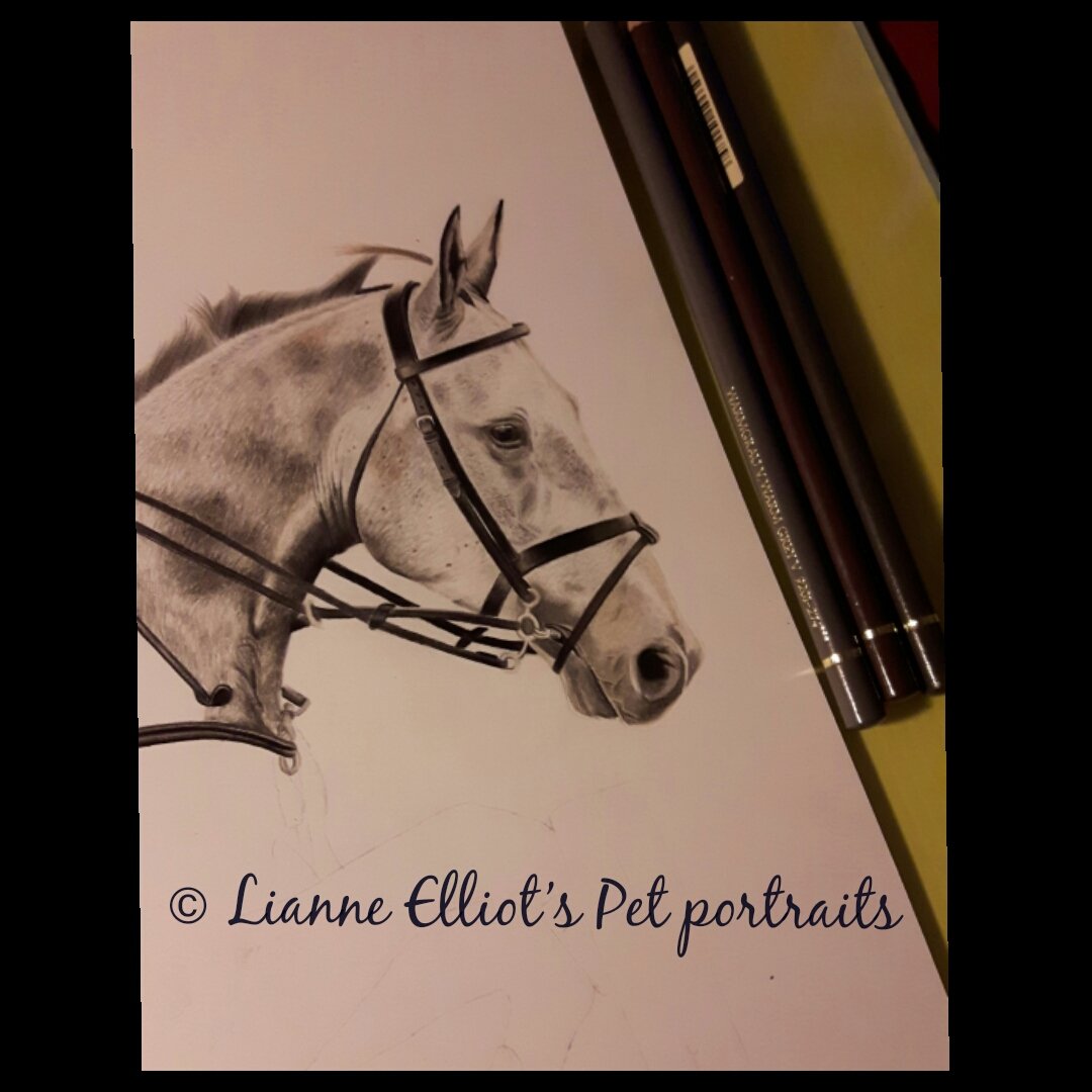 LianneElliot's tweet photo. WIP grey horse drawing x https://t.co/NbbwX2gDRc