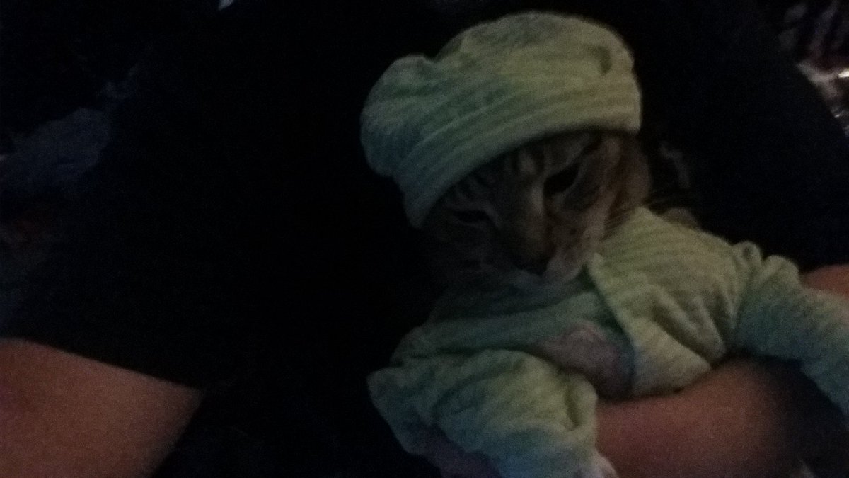 ridgegirl94's tweet photo. It's a baby kitty. lol PS he fits in 6 to 9 month clothes. lol #DailyBoots @DailyBoots_ https://t.co/vHmPHy2ZWP