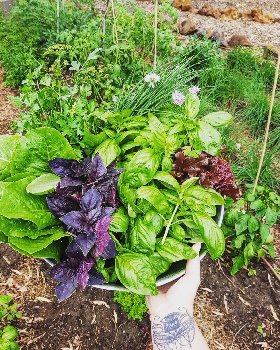 Stage 1 of Chef's garden coming along nicely. Next, chook house and orchard ✊🏻