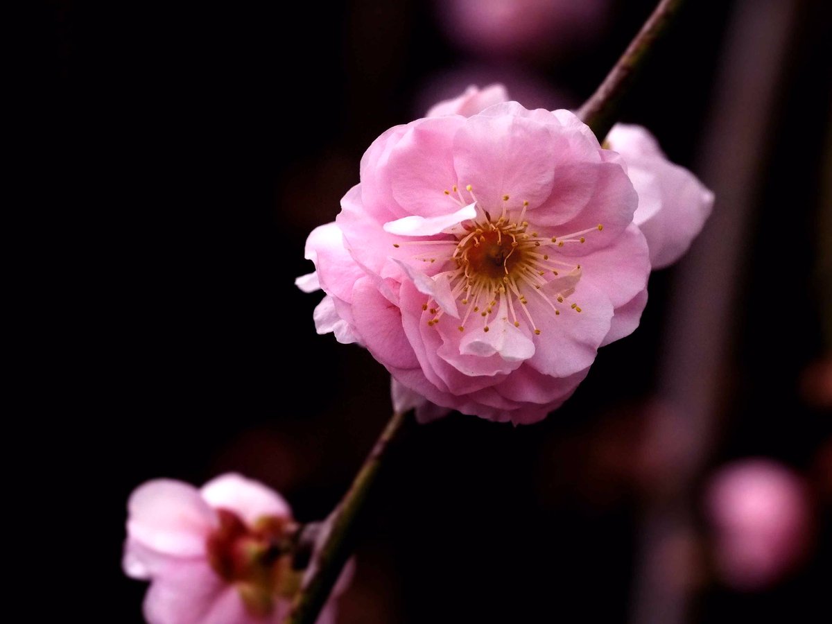photosjpn's tweet image. Plum trees are starting to bloom this week in Kobe, Japan! Spring is near! #CNNiReport #CNNTravel #CNNSpring #spring #nature #flowers