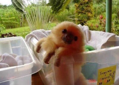 earthposts's tweet photo. Baby sloths are the cutest 😍 https://t.co/yAxC8uU3b6