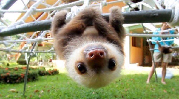 earthposts's tweet photo. Baby sloths are the cutest 😍 https://t.co/yAxC8uU3b6