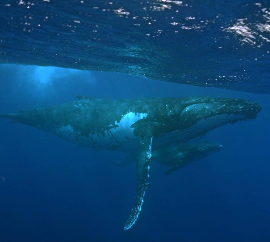 WhaleSwimSafari's tweet photo. Mother and calf coming for a swim by. Beautiful clear water makes viewing these #wildanima… https://t.co/iw4P09YOW6 https://t.co/sGsRshkAsj