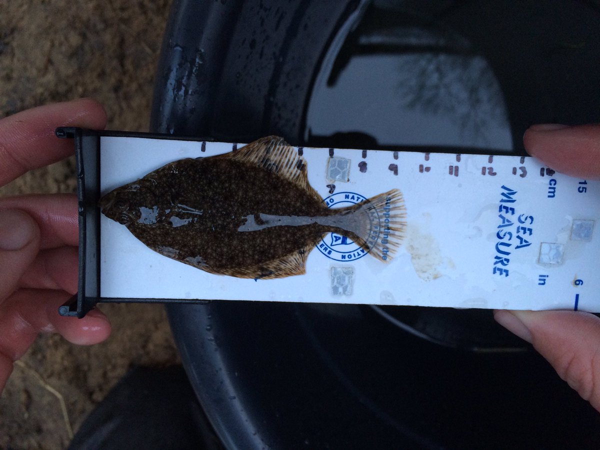 TM_WRT's tweet photo. Fyke 6 return; 1 flounder, 1 gudgeon. #SearchForSmelt #Gobius @RRTSurveys @RibbleJones @NWFishEA https://t.co/nyFcuU2YIQ