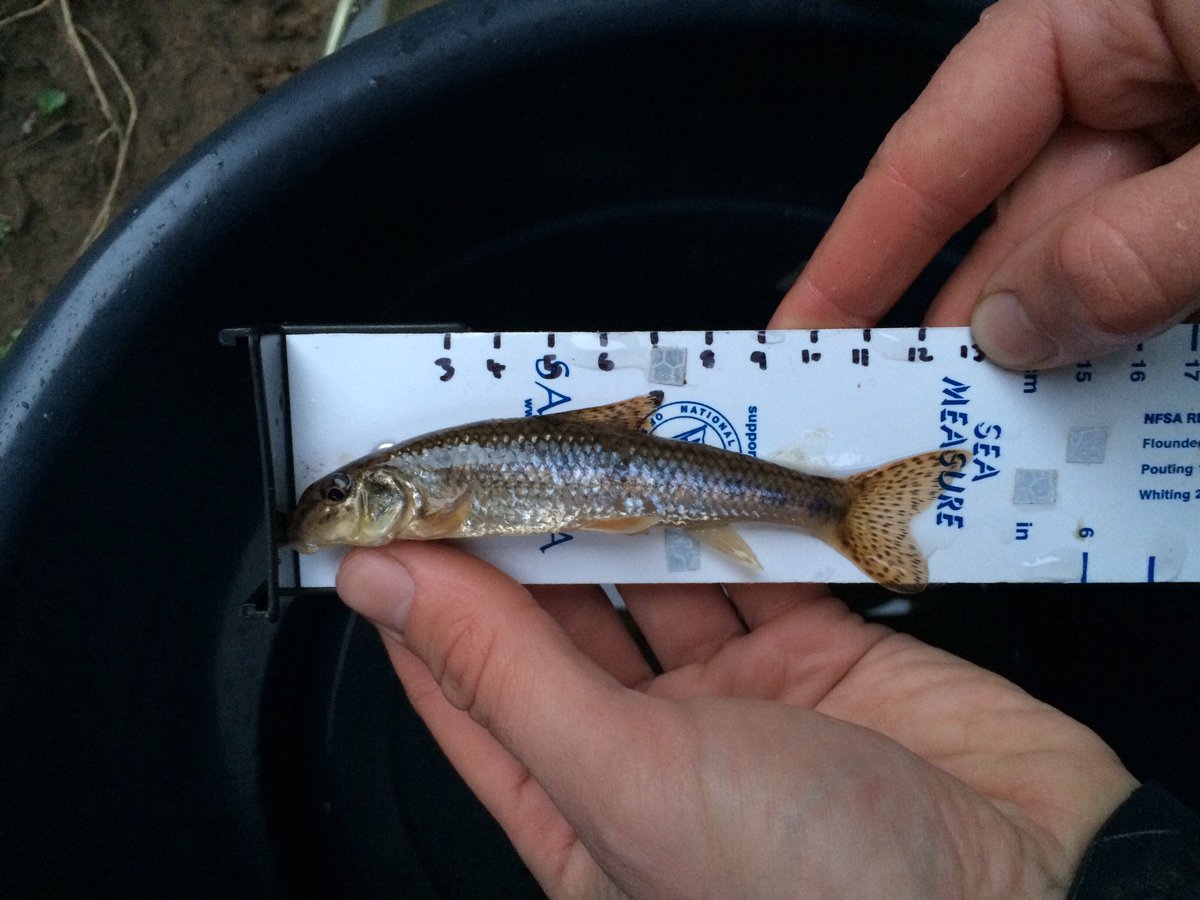 TM_WRT's tweet photo. Fyke 6 return; 1 flounder, 1 gudgeon. #SearchForSmelt #Gobius @RRTSurveys @RibbleJones @NWFishEA https://t.co/nyFcuU2YIQ