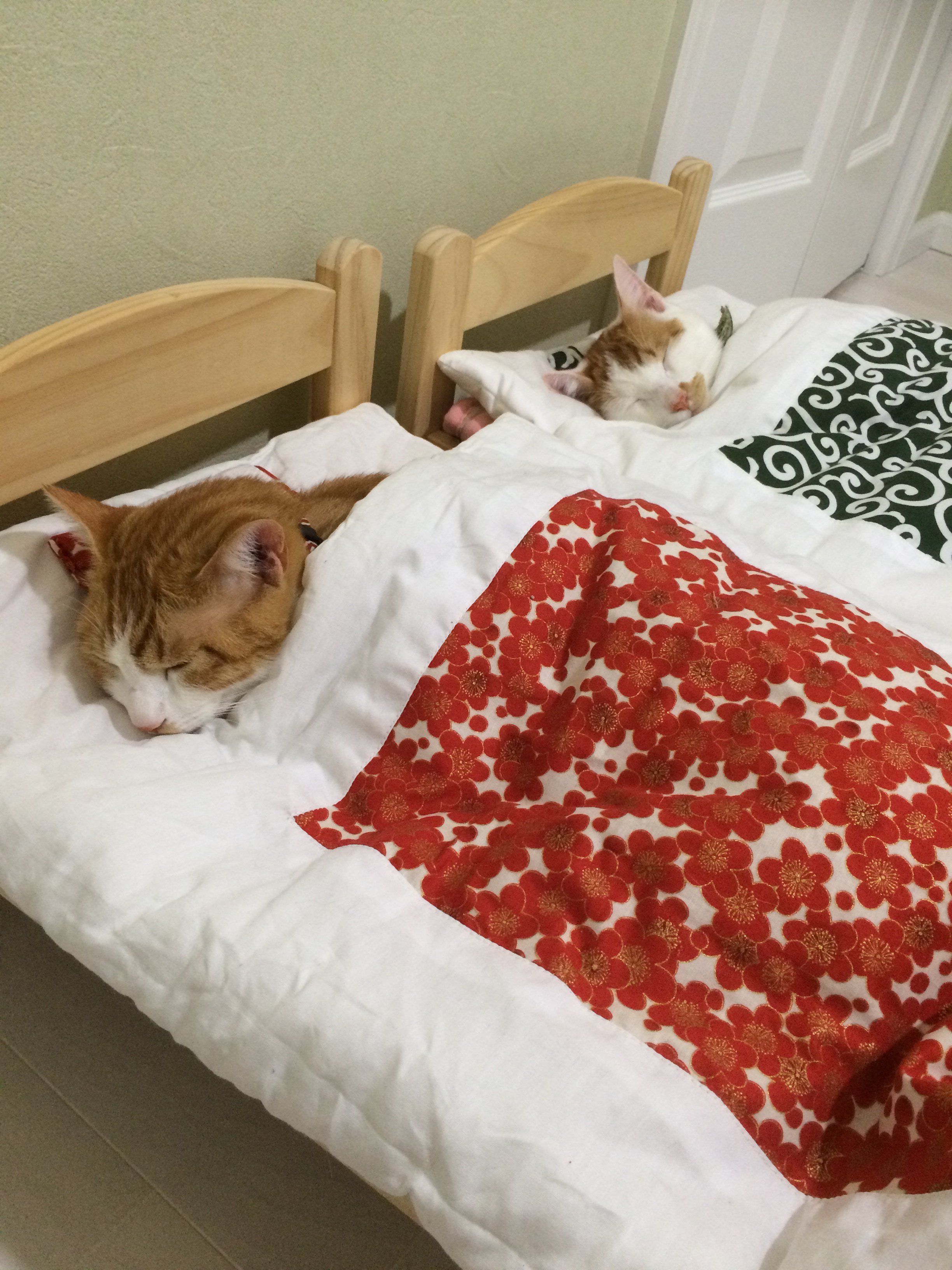 2 10は布団の日ー 人間だけじゃなくて 布団が大好きな猫にも布団を着せてみた 話題の画像プラス